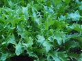 Cichorium endivia salad with curly green leaves in a kitchen garden in summer closeup. Useful spicy herbs lettuce for vegan Royalty Free Stock Photo