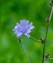 Cichorium intybus blue flower, close up, green bookeh background