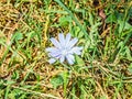 Cichorium intybus blue flower, close up, green bookeh background