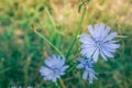 Cichorium intybus chicory blue flowering flowers on green stem, common blue daisy dandelion in bloom, wild plant Royalty Free Stock Photo