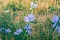 Cichorium intybus chicory blue flowering flowers on green stem, common blue daisy dandelion in bloom, wild plant Royalty Free Stock Photo