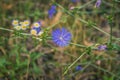 Cichorium intybus chicory blue flowering flowers on green stem, common blue daisy dandelion in bloom, wild plant Royalty Free Stock Photo