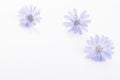 Cichorium intybus - common chicory flowers isolated on the white background