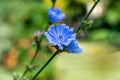 Cichorium Intybus plant. Common chicory flower. Royalty Free Stock Photo