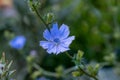 Cichorium Intybus plant. Common chicory flower. Royalty Free Stock Photo