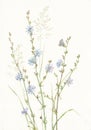 Cichorium and Lycaenidae butterfly hand painted watercolor Royalty Free Stock Photo