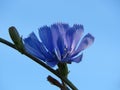 Cichorium pumilum Chicory. Small blue meadow flowers against blue sky. Suitable for floral background. Royalty Free Stock Photo