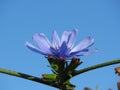 Cichorium pumilum. Small blue meadow flowers against blue sky. Suitable for floral background. Royalty Free Stock Photo