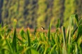 Cici padi is the name of a type of passerine bird that making distinctive sounds to attract the attention of the female.