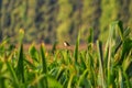 Cici padi is the name of a type of passerine bird that making distinctive sounds to attract the attention of the female.