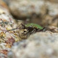 Cicindela campestris Royalty Free Stock Photo