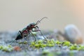 Cicindela campestris