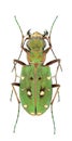 Cicindela campestris nigrita