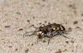 Cicindela hybrida