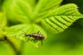 Cicindela hybrida small brown insect