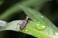 Cicindela kaleea Royalty Free Stock Photo