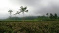 Cycling in the tea fields Royalty Free Stock Photo