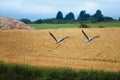 Cicogna bianca, Ciconia ciconia, White Stork