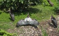 Ciconia abdimii aka Abdim`s stork or white-bellied stork sunning