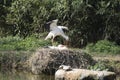 White stork