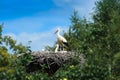 Ciconia ciconia, Oriental White Stork.