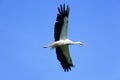 Ciconia ciconia, Oriental White Stork.