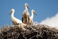 Ciconia ciconia, Oriental White Stork.