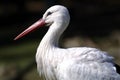 Ciconia ciconia, white stork Royalty Free Stock Photo