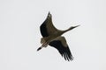 Ciconia ciconia, white stork flying on sky Royalty Free Stock Photo