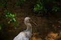 A ciconia maguari from Baru Island, Cartagena Royalty Free Stock Photo