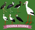 Ciconia storks set
