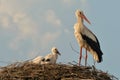 Ciconia ciconia - White stork
