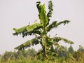 Ciconiiformes bird or stork standing resting on a banana tree Royalty Free Stock Photo