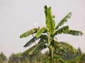 Ciconiiformes bird or stork standing resting on a banana tree Royalty Free Stock Photo