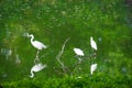 Ciconiiformes disputed Bird on branched in swamps Royalty Free Stock Photo