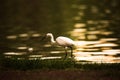 Ciconiiformes find food on the waterfront Royalty Free Stock Photo