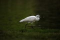 Ciconiiformes find food on the waterfront Royalty Free Stock Photo