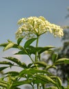 Wild White Flower