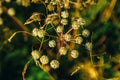 Cicuta virosa, the cowbane or northern water hemlock