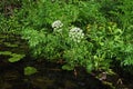 Poisonous plant cicuta growing near coast of a forest river.