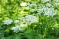 Cicuta Virosa Plant Growing On Swamps Close Up