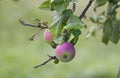 Cider Apples from Asturian. Royalty Free Stock Photo