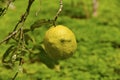 Cider is a citrus fruit, the fruit of the citron tree, belonging to the rutaceae family (Citrus medica). Royalty Free Stock Photo