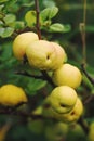 Cidonia or northern lemon plant yellow fruits Royalty Free Stock Photo