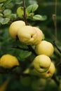 Cidonia or northern lemon plant yellow fruits Royalty Free Stock Photo