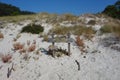 Cies Islands, Vigo, Spain. Royalty Free Stock Photo