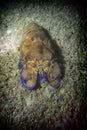 Cigala scyllarus Arctic in the Mediterranean Sea