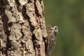 Cigale Cicada alive insect close-up on the tree, symbol of Provence and south of France Royalty Free Stock Photo