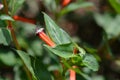 Cigar flower