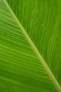 Cigar flower plant or Calathea Lutea leaf